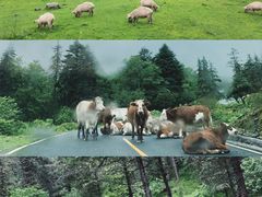 -硗碛藏寨·神木垒景区