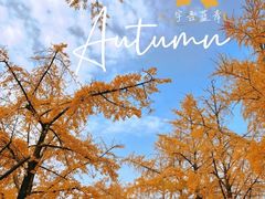-三里屯东五街银杏大道
