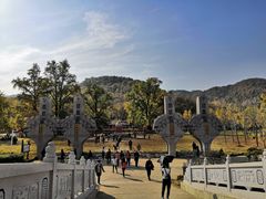 -千年银杏谷文化旅游区
