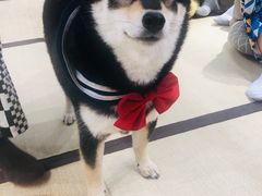 -逗柴咖啡屋·狗咖猫咖宠物桌游
