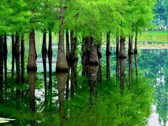 -白鹭湾湿地公园