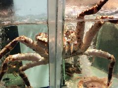 水产区-盒马鲜生(悠方店)