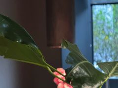 -青桃餐厅