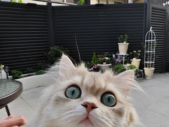 -Bastet sally猫舍购宠(静安店)
