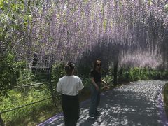 -大塘金香草谷