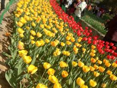 -洛阳郁金香牡丹园