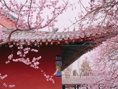 -桃花堤公园