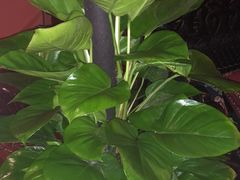 -泰融玺·泰式按摩SPA(包河万达店)