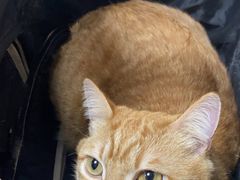 -申普宠物医院·心脏介入·心血管微创(总院)