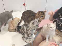 -三花喵·撸猫购宠·宠物生活馆(虹桥南丰城店)