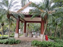 -银湖山郊野公园-相思林