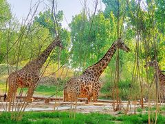 -北京野生动物园