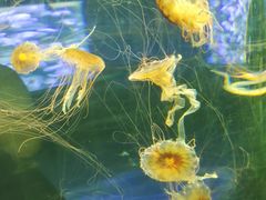 -绿色星球动物主题公园