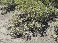 -北海金海湾红树林生态旅游区