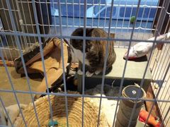 -东方名猫馆·英短金渐层布偶猫舍(环线广场1号楼店)