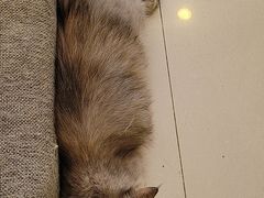 -平行世界·猫咖(首经贸店)