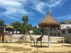 -西霞口神雕山野生动物世界