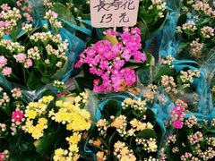 -秦美花卉(天朗·莱茵小城2期店)