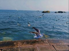 -海合安青岛极地海洋公园