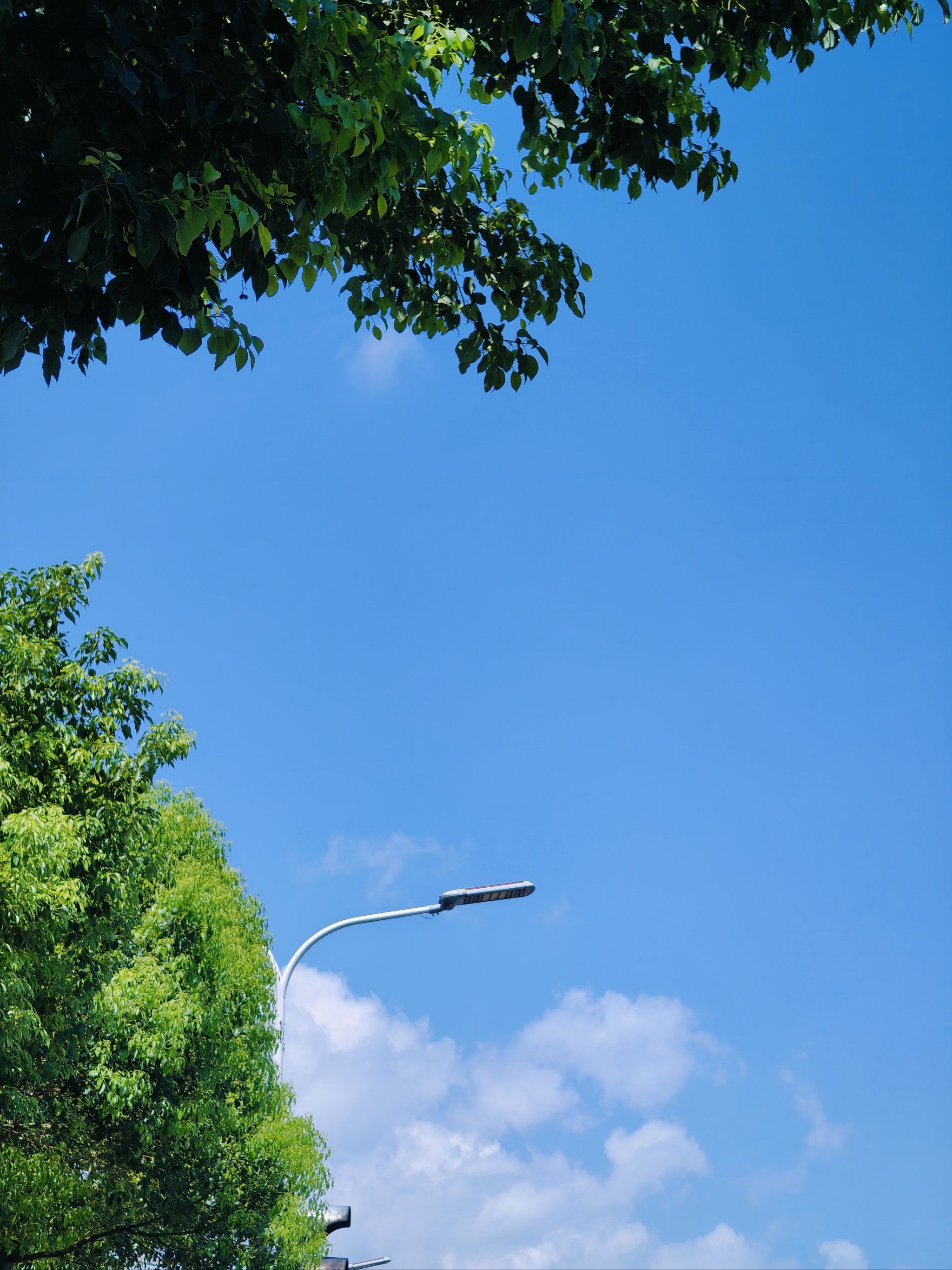 福州的路边风景#随手拍天空云朵 #天空 #沿途风景随拍