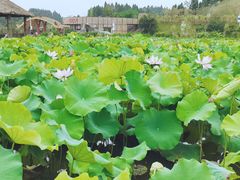 -香水百荷景区
