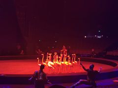 -珠海横琴长隆《卡卡虎奇遇记》