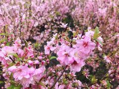 -白塘生态植物园