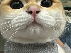 -三花喵·撸猫购宠·宠物生活馆(虹桥南丰城店)