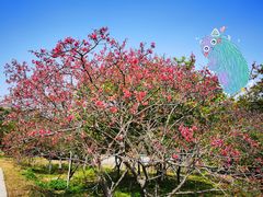 -天适樱花悠乐园