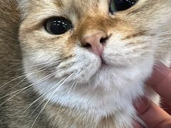-猫咪咖啡·猫咖(万达广场店)