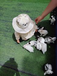 -萌宠亲子动物乐园(槐房万达店)