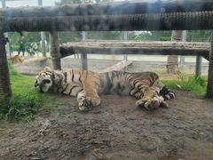 -西霞口神雕山野生动物世界