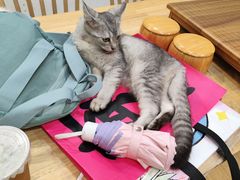 -楼上猫咖(罗湖店)