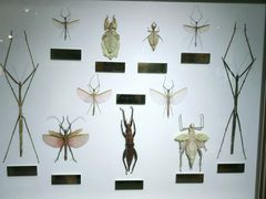 -上海昆虫博物馆