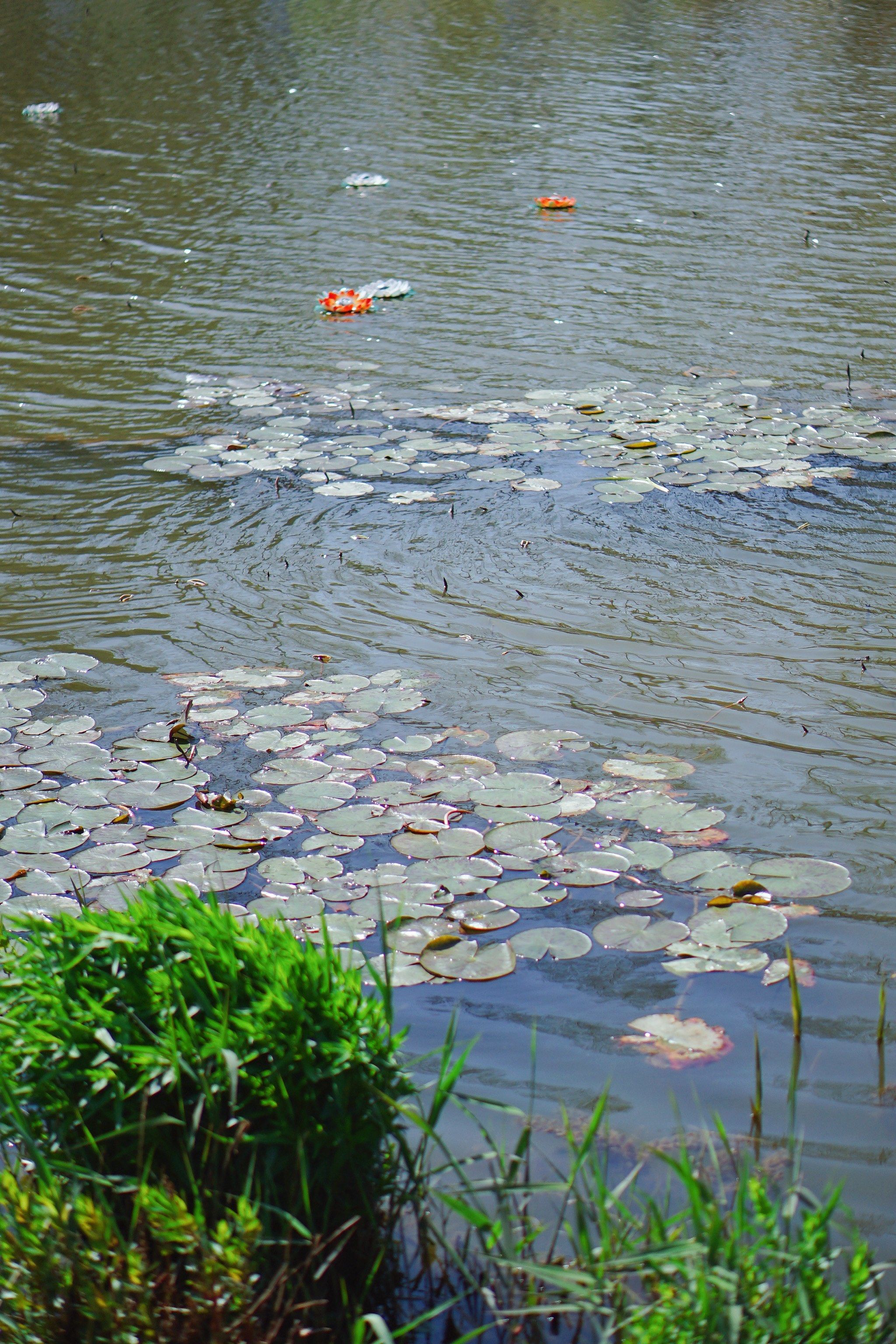 想象不到夏天来了这个池塘会有多美!