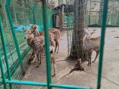 -武陵山森林公园