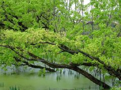 -西湖风景区-江洋畈生态公园