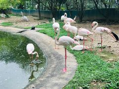 -吉隆坡雀鸟公园