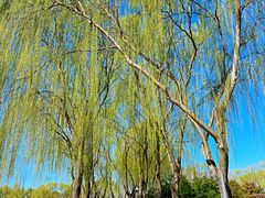 -大兴滨河森林公园