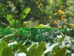 -中国科学院西双版纳热带植物园