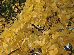 -上海佘山国家森林公园西佘山园