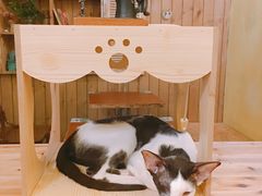 -猫色咖啡·猫咖