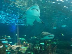 -瑞普利水族馆