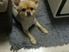 -喵宠乐园·撸猫互动·猫舍