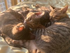 -瑞鹏宠物医院·普外科·影像科·皮肤科(城市山谷分院)