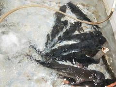 -山城家常菜铁锅炖鱼