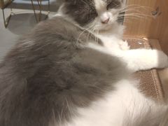 -飞行喵MR PILOT|猫舍·猫咖(静安大融城店)