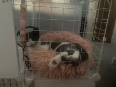 -美联众合宠物医院·爱萌分院·内外科·猫科中心