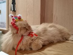 -MOCHA明星猫咖(田子坊店)