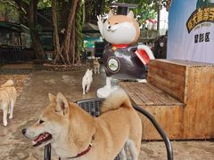 -柴犬高等学院·狗咖·柴犬售卖·宠物训练